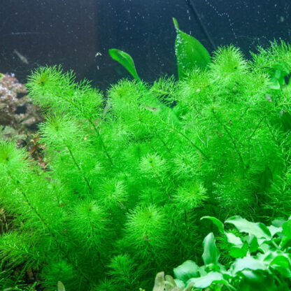 Tropica Myriophyllum guyana 1-2-Grow! - Φυτά για Ενυδρεία