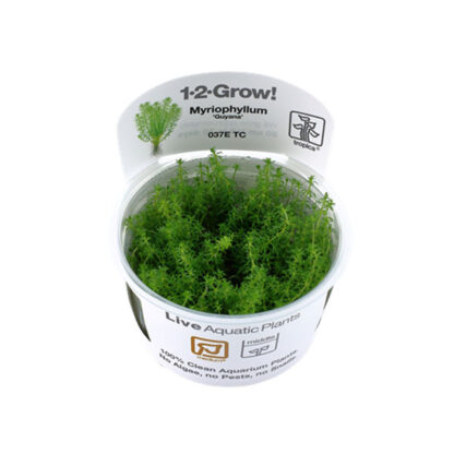 Tropica Myriophyllum guyana 1-2-Grow! - Φυτά για Ενυδρεία