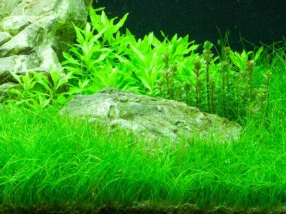 Tropica Eleocharis parvula pot in single package - Φυτά για Ενυδρεία