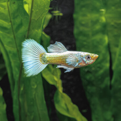 Poecilia reticulata -Guppy Dumbo Platinum-2.5-3cm - Ψάρια Γλυκού