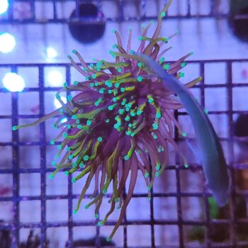 Euphyllia glabrenscens G38 (2h) - Frags