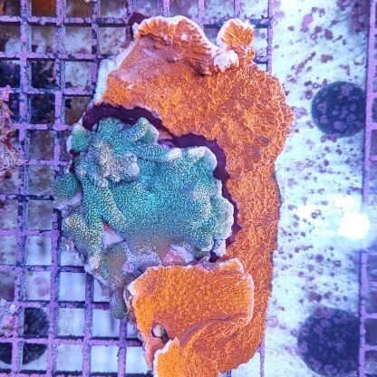 Montipora red & montipora digitata silver - Μητρικές αποικίες