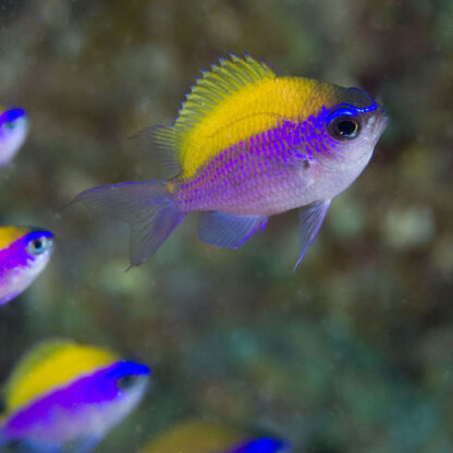 Chromis insolatus – Sunshine Damsel - Ψάρια Θαλασσινού