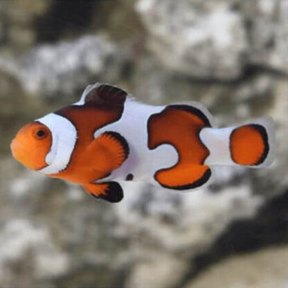 Amphiprion ocellaris  – Gladiator Clownfish 2-3cm - Ψάρια Θαλασσινού