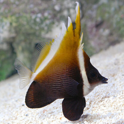 Heniochus varius- Horned Bannerfish M/L - Ψάρια Θαλασσινού