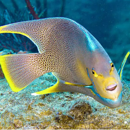 Holacanthus bermudensis- Blue Angelfish L - Ψάρια Θαλασσινού