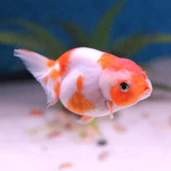 Carassius auratus-Ranchu Lionhead Red & White 8-9 cm - Sales