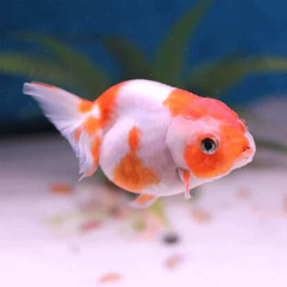 Carassius auratus-Ranchu Lionhead Red & White 8-9 cm - Ψάρια Γλυκού