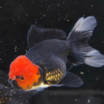 Carassius auratus-Oranda Panda Red Jelly Full Black 11-12 cm - Ψάρια Γλυκού