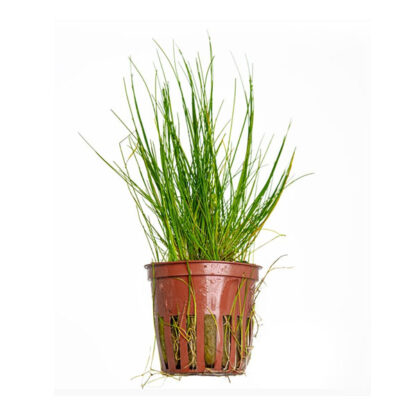 Tropica Eleocharis parvula pot in single package - Φυτά για Ενυδρεία