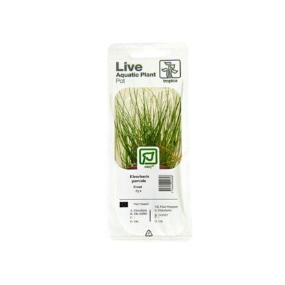 Tropica Eleocharis parvula pot in single package - Φυτά για Ενυδρεία