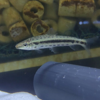 Leporinus taeniofasciatus – Banded Leporinus 7-8 cm - Sales