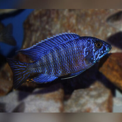 Aulonocara nyassae – Emperor Cichlid 4-6cm - Ψάρια Γλυκού