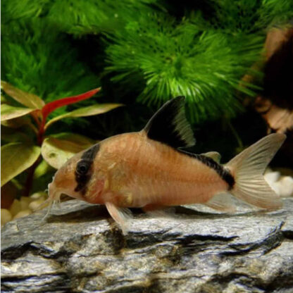 Corydoras metae – Masked Corydoras 2.5cm - Sales