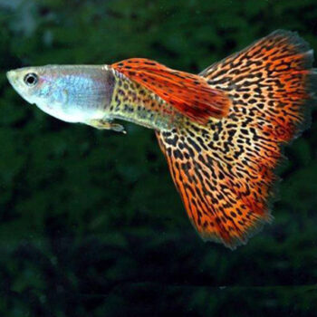 Poecilia reticulata – Red Snakeskin Guppy - Ψάρια Γλυκού