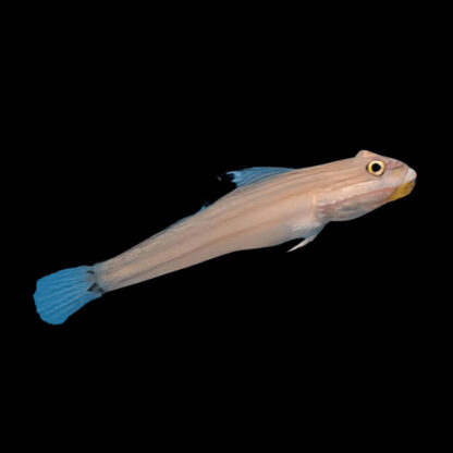 Valenciennea muralis – Mural Goby - Ψάρια Θαλασσινού