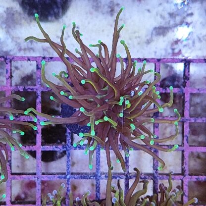 Euphyllia glabrenscens A525 - Frags