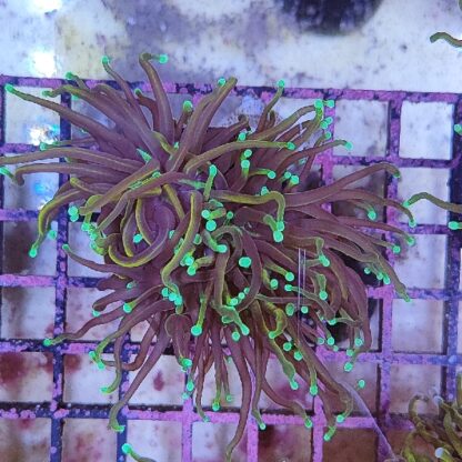 Euphyllia glabrenscens G03 - Frags