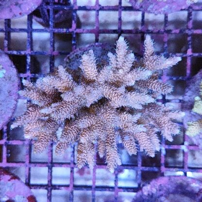 Acropora sp. (47206) - Μητρικές αποικίες