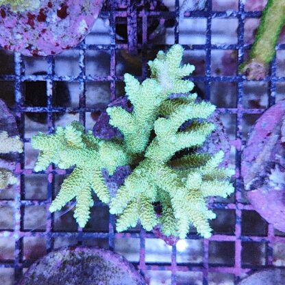 Acropora sp. (47206) - Μητρικές αποικίες