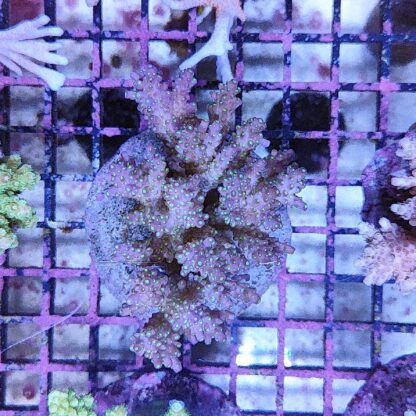 Acropora sp. (47206) - Μητρικές αποικίες