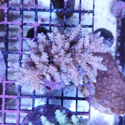 Acropora sp. A57 (47206) - Μητρικές αποικίες