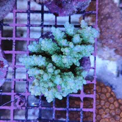 Acropora sp. A3 (47222) - Μητρικές αποικίες