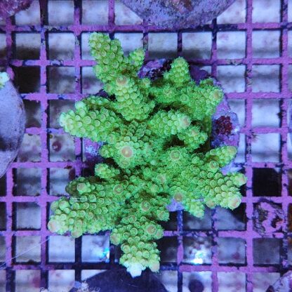 Acropora sp. A74 (47222) - Μητρικές αποικίες