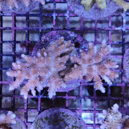 Acropora sp. (47222) - Μητρικές αποικίες