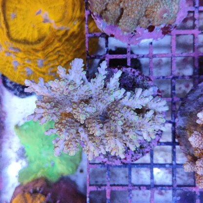 Acropora sp. (47222) - Μητρικές αποικίες