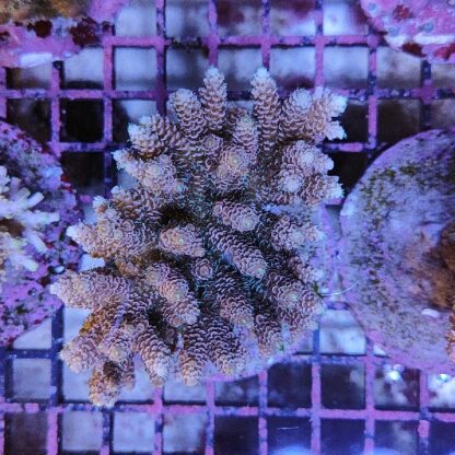 Acropora sp. A34 (47302) - Μητρικές αποικίες