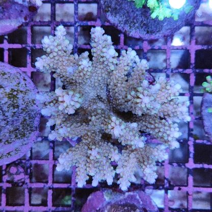 Acropora sp. A93 (47302) - Μητρικές αποικίες