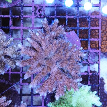 Acropora sp. A72 (47302) - Μητρικές αποικίες