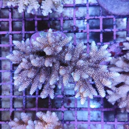 Acropora sp. A9 (47321) - Μητρικές αποικίες