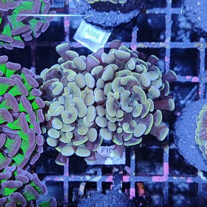 Euphyllia paraancora F10 - Frags