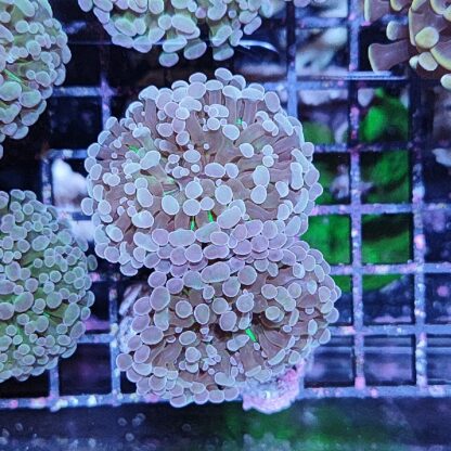 Euphyllia paraancora B573 - Frags