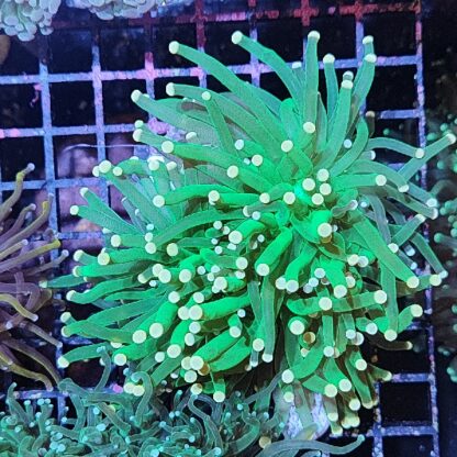 Euphyllia glabrescens B520 - Frags