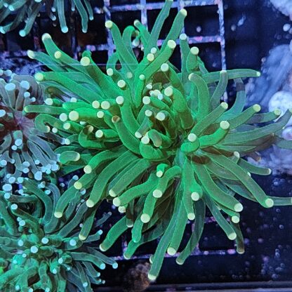 Euphyllia glabrescens A580 - Frags