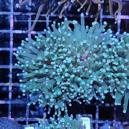 Euphyllia glabrescens A569 - Frags