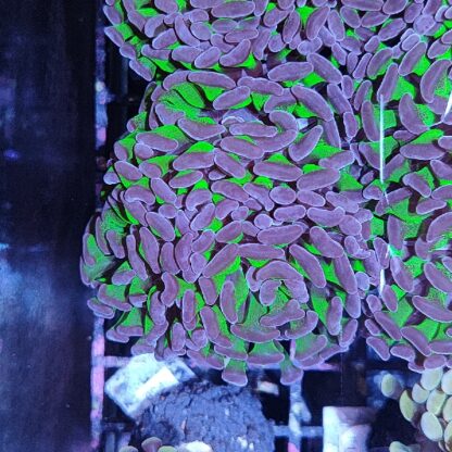 Euphyllia paraancora B533 - Frags