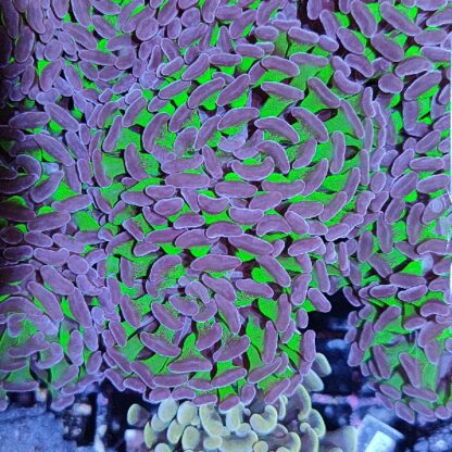 Euphyllia paraancora B581 - Frags