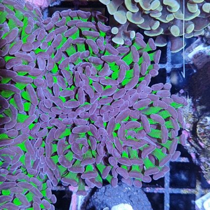 Euphyllia paraancora G27 - Frags