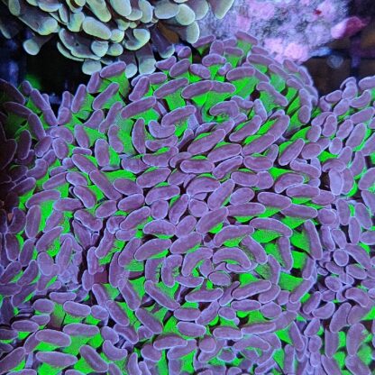 Euphyllia paraancora D86 - Frags