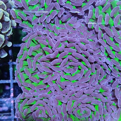 Euphyllia paraancora F68 - Frags