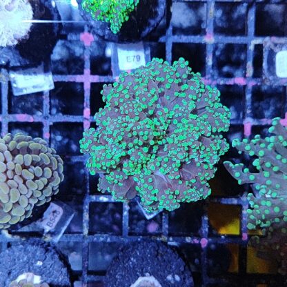 Euphyllia paradivisa E66 - Frags