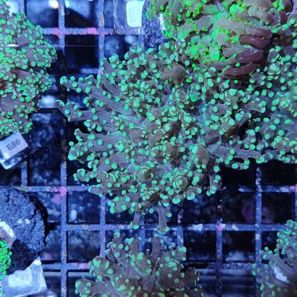 Euphyllia yaeyamensis E78 - Frags