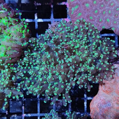 Euphyllia yaeyamensis C82 - Frags