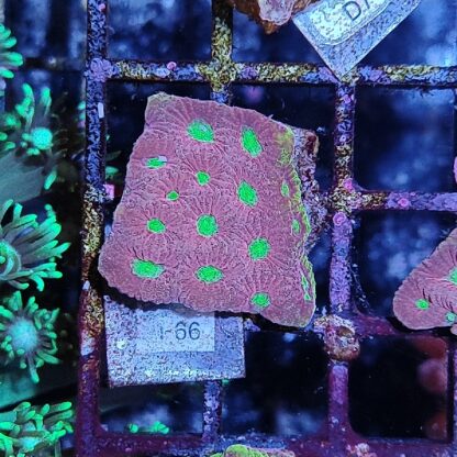 Favites F66 - Frags