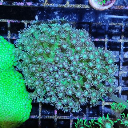 Goniopora sp. ‘glitter’ (41293) - Sales