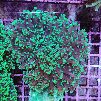 Euphyllia yaeyamensis G51 - Frags